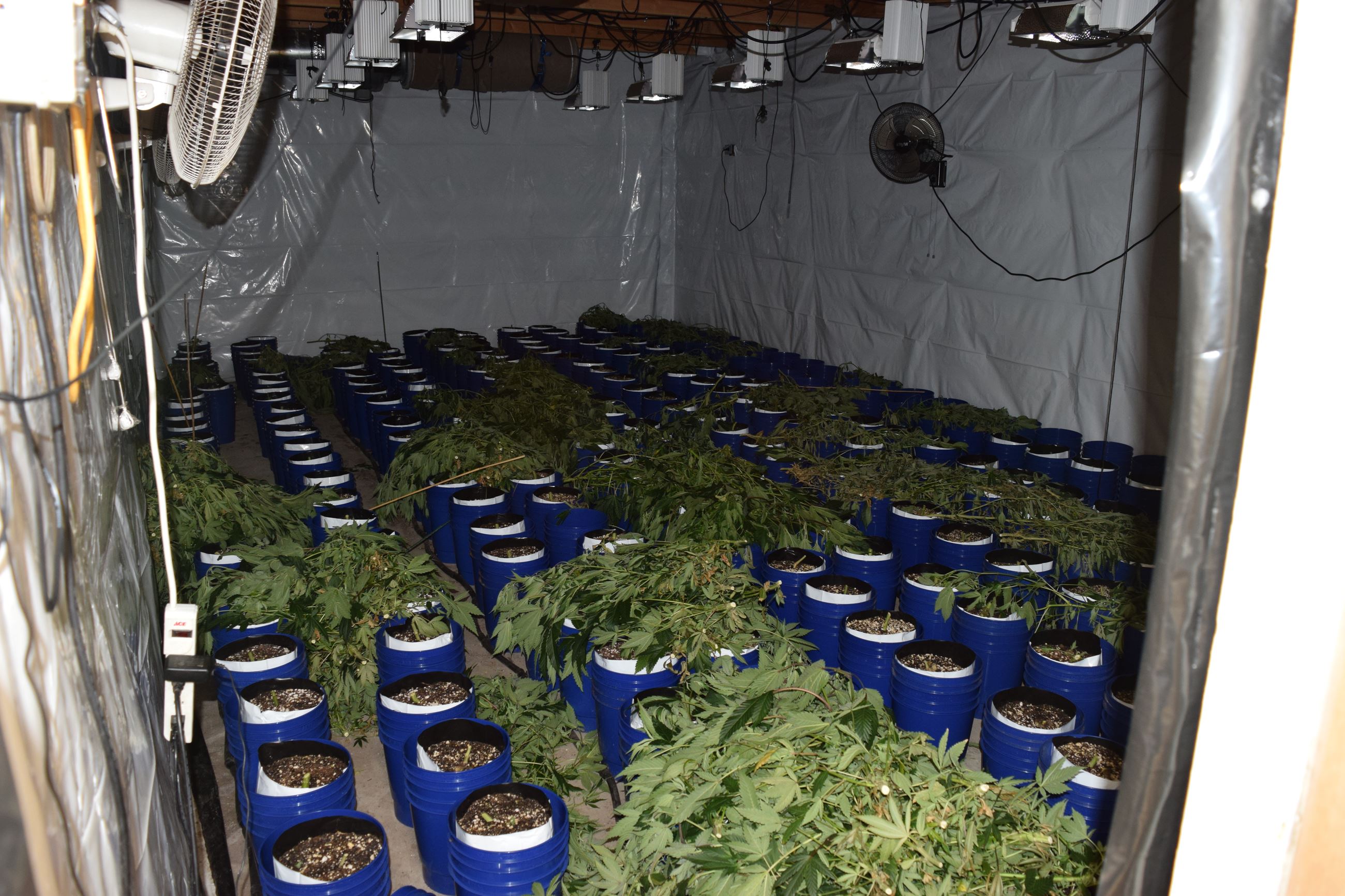 Marijuana Arrest Case 201603005